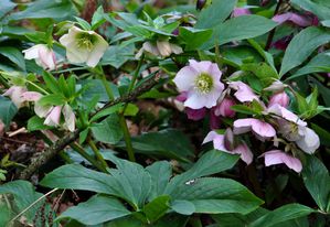 Helleborus.jpg