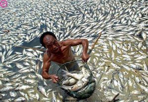 poisson-mort-0e3ba