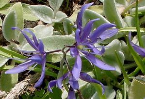 fleur 3