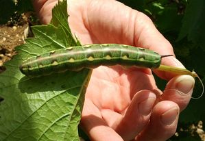 chenille du sphinx de la vigne