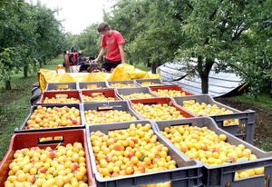 l-an-dernier-la-cueillette-des-mirabelles-avait-commence-av.jpg