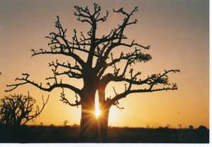 Baobab-au-coucher-de-soleil.jpg