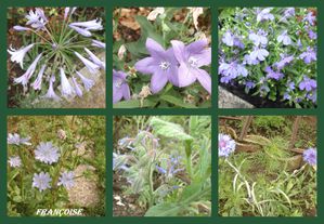 fleurs bleues