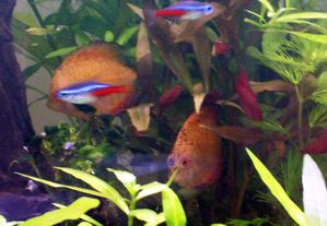 charbonnage discus ! Discus--jpg