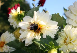 Dalhia-et-abeille.jpg