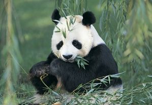 panda-geant-ou-ours-chat.jpg