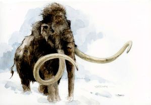 r faune 013 mammouth laineux z