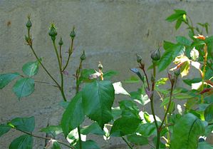 JARDIN-NOUVEAU-01 0118