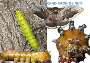 GRAND_PAON_DE_NUIT2.jpg