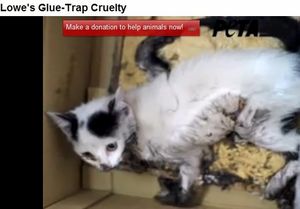 glue-trap.jpg