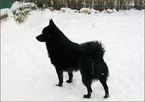 male-schipperke.jpg