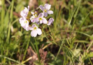 cardamine des prés