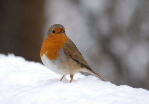 1471l-rouge-gorge-familier-erithacus-rubecula.jpg