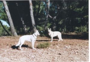CHIENS Les 2 kikis