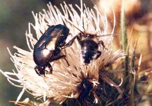 cetoine potosia cuprea et hymenoptere. cetoine potosia cuprea et hymenoptere.
