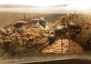 Camponotus-du-laos-photo-0.001-du-06-03-10.JPG