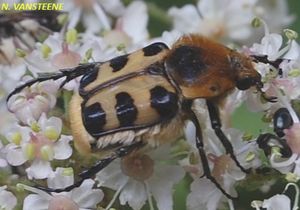 Trichius sp1