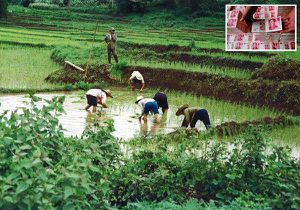 paysans cambodgiens 3