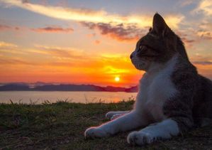 chat-coucher-de-soleil-FB.jpg