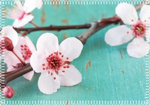 fleurs1