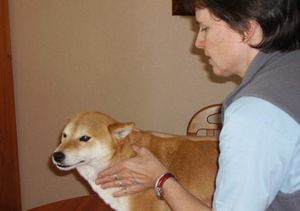 shiba-massage-canin.jpg
