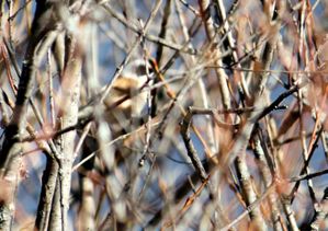 Remiz-penduline-graviere-Malzieu-web.jpg