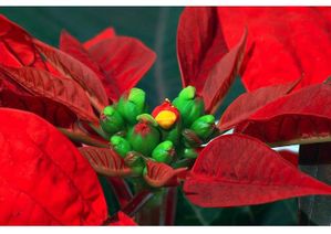 guirlande-de-noel-t8819