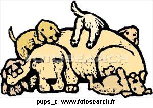 chiens.jpg