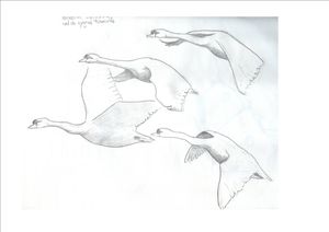 cygnes en vol