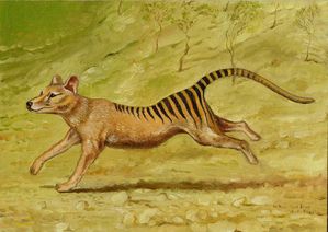 Thylacine.jpg