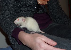 pimpom-3