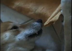 chien-destructeur-solution