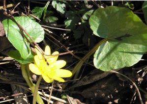 Ranunculus-ficaria-01-PF.jpg