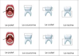 nomenclature---Les-Dents-3.jpg