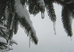 neige4-31-janv-10.jpg