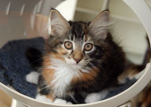 FREYA 080820100001 1-copie-1