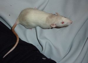 pimpom-4