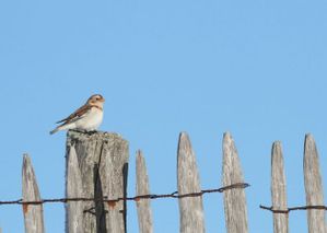 bruant-des-neiges-Mejean-7.12.12-Regis-Descamps.jpg