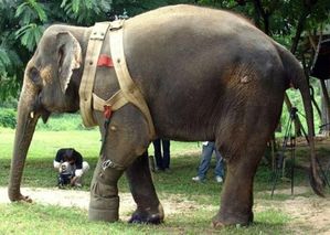 elefante-con-protesi.jpg
