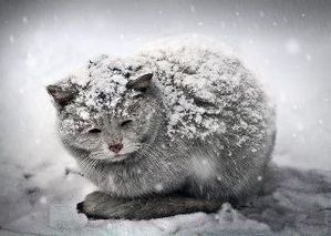 chat sans-abri
