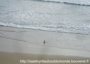 z585 Un pingouin sur la plage