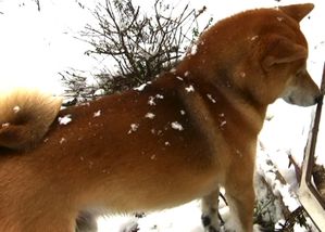 flair-shiba-neige2