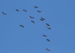 grues-28.10.12-Regis-descamps.jpg
