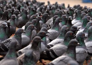 pigeons-3.jpg