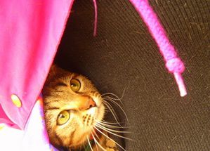 cat-chat-isis.JPG