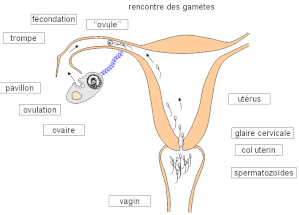 Rencontre cenon