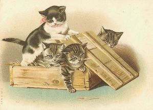 4 chatons dans la caisse