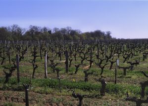 Vignes_Bergerac.jpg