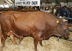 RACE VIANDE G