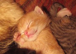 250px-Sleeping_baby_cat.jpg